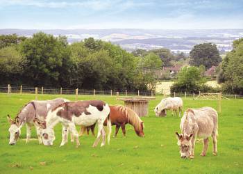 Webbers Country Park